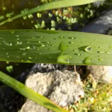 Gouttes d'eau sur une feuille