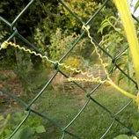 Plante qui s'accroche