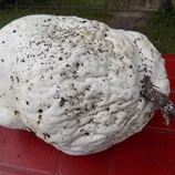 Vesse de loup géante