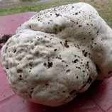 Vesse de loup géante