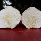 Vesse de loup géante