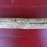 Bâton décoré par des insectes