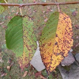 Feuilles étonnamment fanées