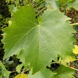 Feuille de vigne