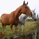 2 chevaux alezan et blanc
