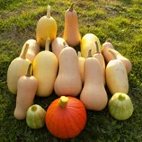 Récolte de courges