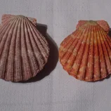2 coquillages pectens