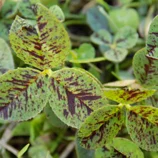 Trèfle à nervures rouges