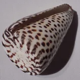 Coquillage Conus litteratus