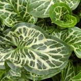 Feuilles d'arum tacheté