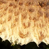 Coulemelle en gros plan