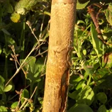 Ne dirait-on pas du bois ?!