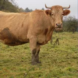 Taureau limousin