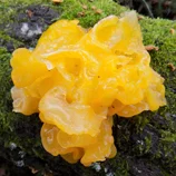 Trémelle mésentérique