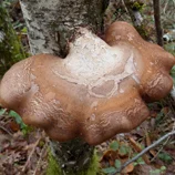 Champignon d'arbre