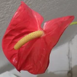 Anthurium rouge