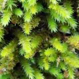 Couche de mousse en gros plan