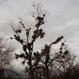 Arbre envahi par le gui