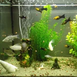 Poissons Molly dans un aquarium