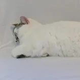 Chatte blanche endormie