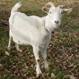 Chèvre blanche
