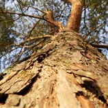 Arbre en contre-plongée