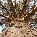 Arbre en contre-plongée