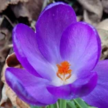 Crocus mauve