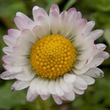 Gros plan de pâquerette