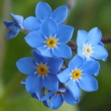 Myosotis
