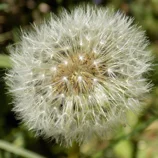 Boule d'aigrettes de pissenlit
