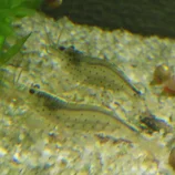 2 crevettes Caridina japonica