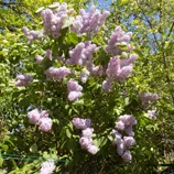 Lilas