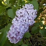 Lilas
