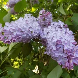 Lilas