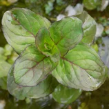 Menthe aquatique