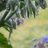 Gouttes d'eau sur de la bourrache