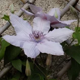 Clématite