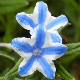 Lithodoras étoilés