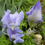 Iris mouillés