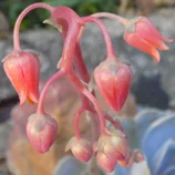 Plante grasse en fleur