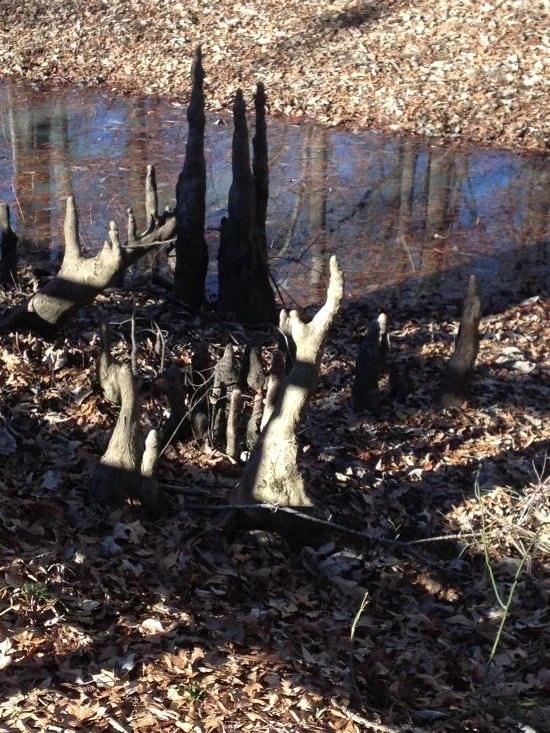Des arbres en forme de mains