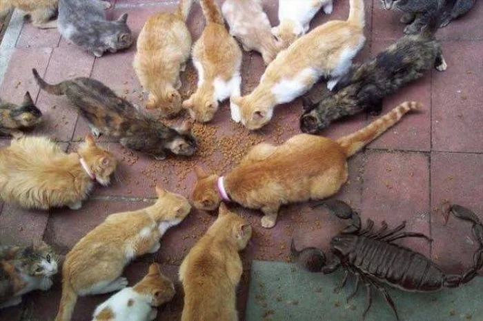 Des chats et un scorpion