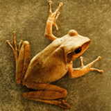 Darko Pribeg