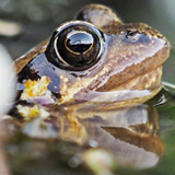 Pascal van de Vendel